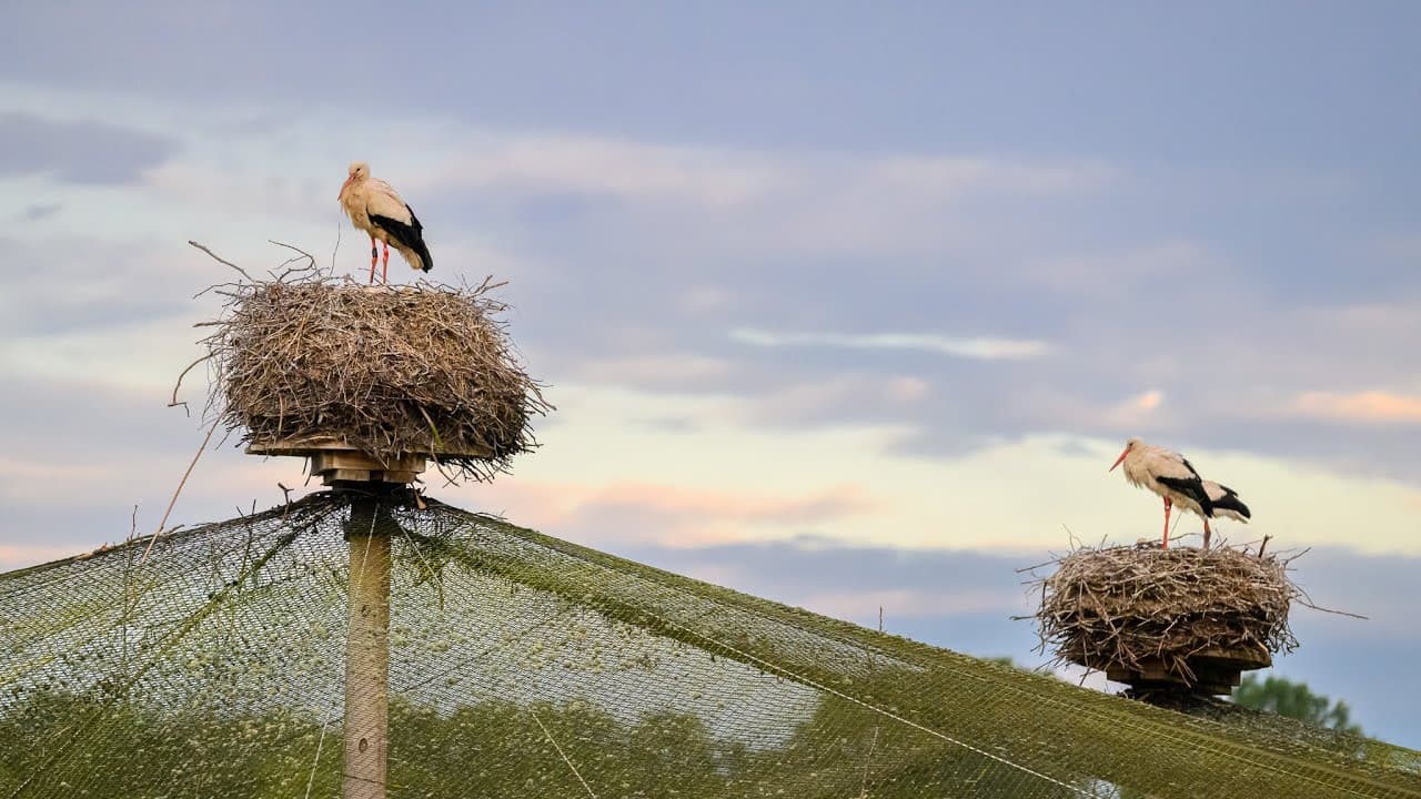Bild från youtube-video