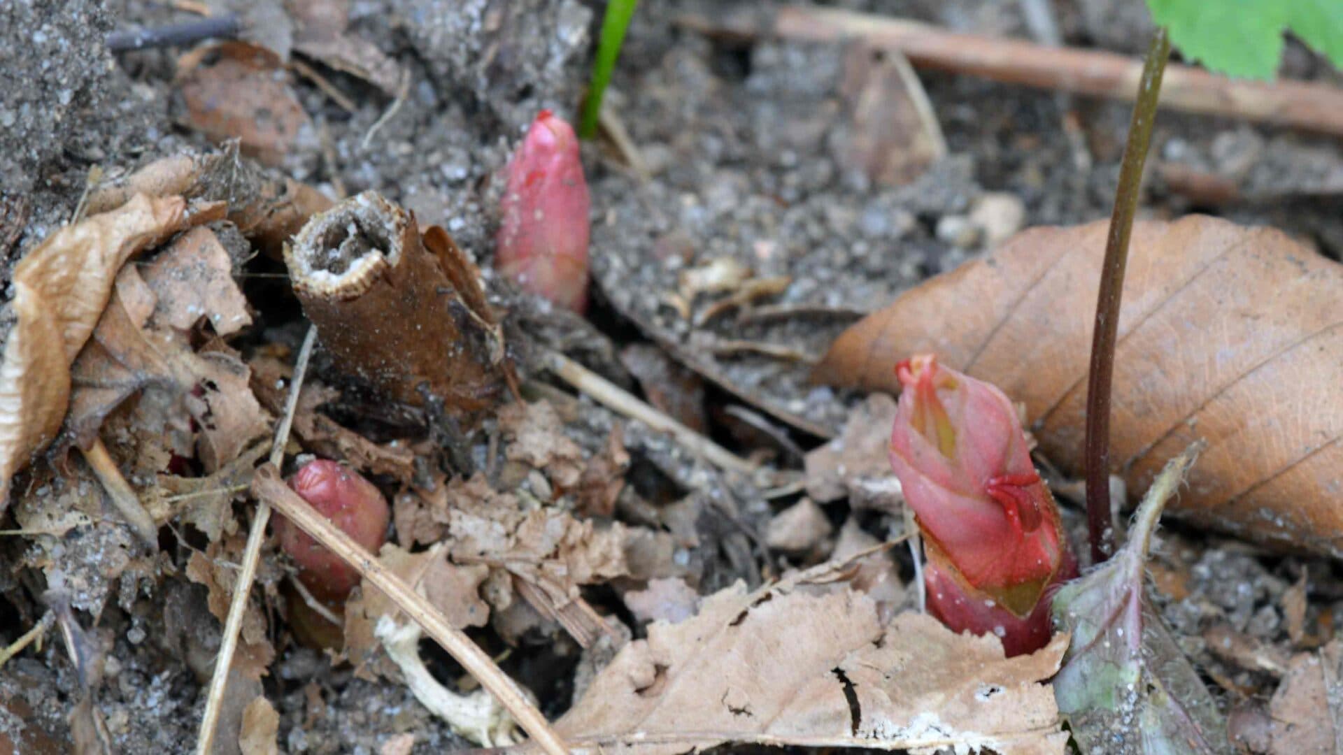 Stam av fjolårsstängel och nya skott av Parkslide. Foto: Magnus Billqvist.