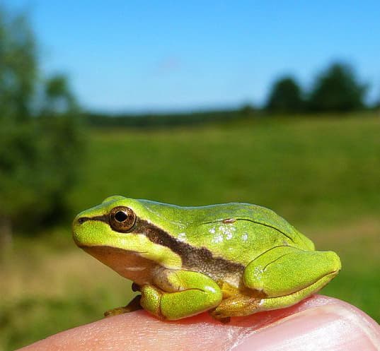 Lövgroda