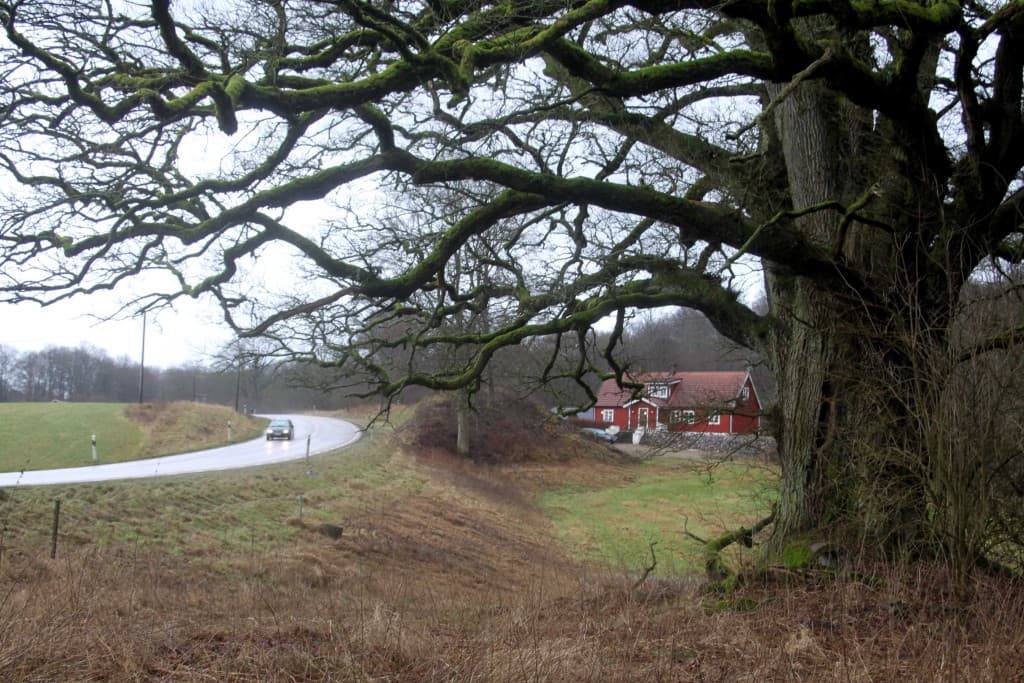 Röstångaeken