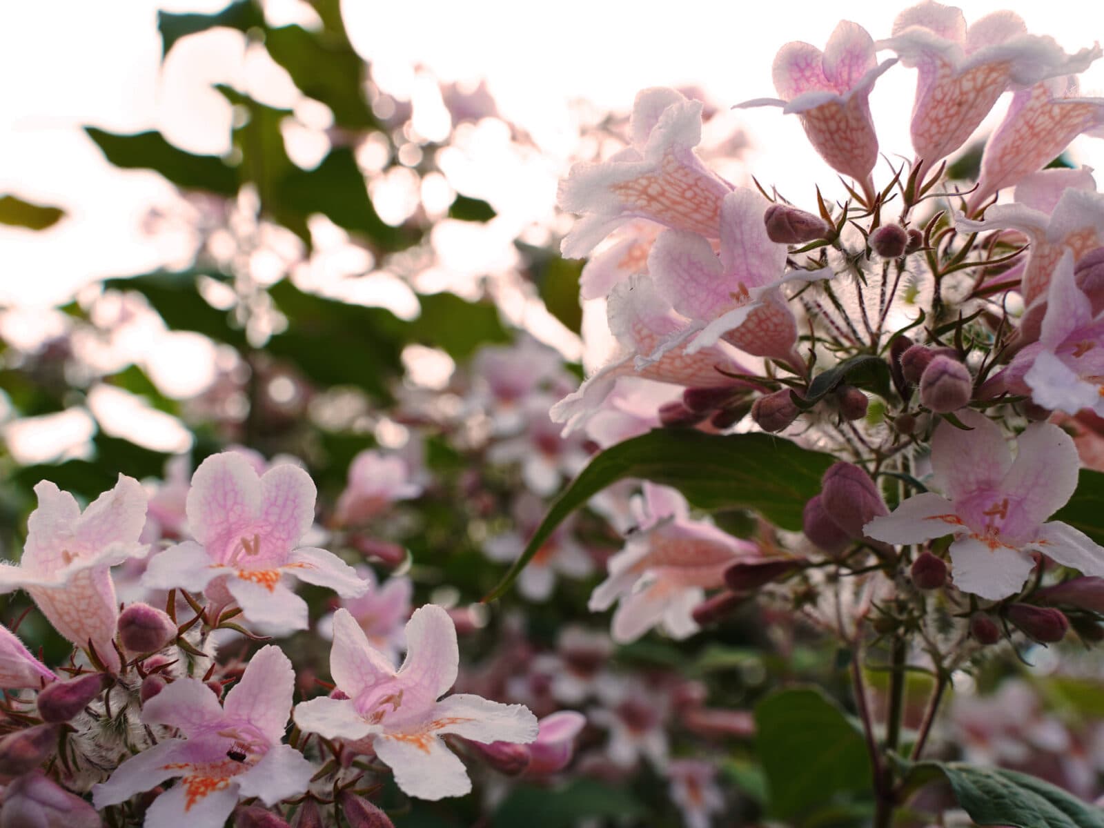 Rosa blommor på paradisbuske