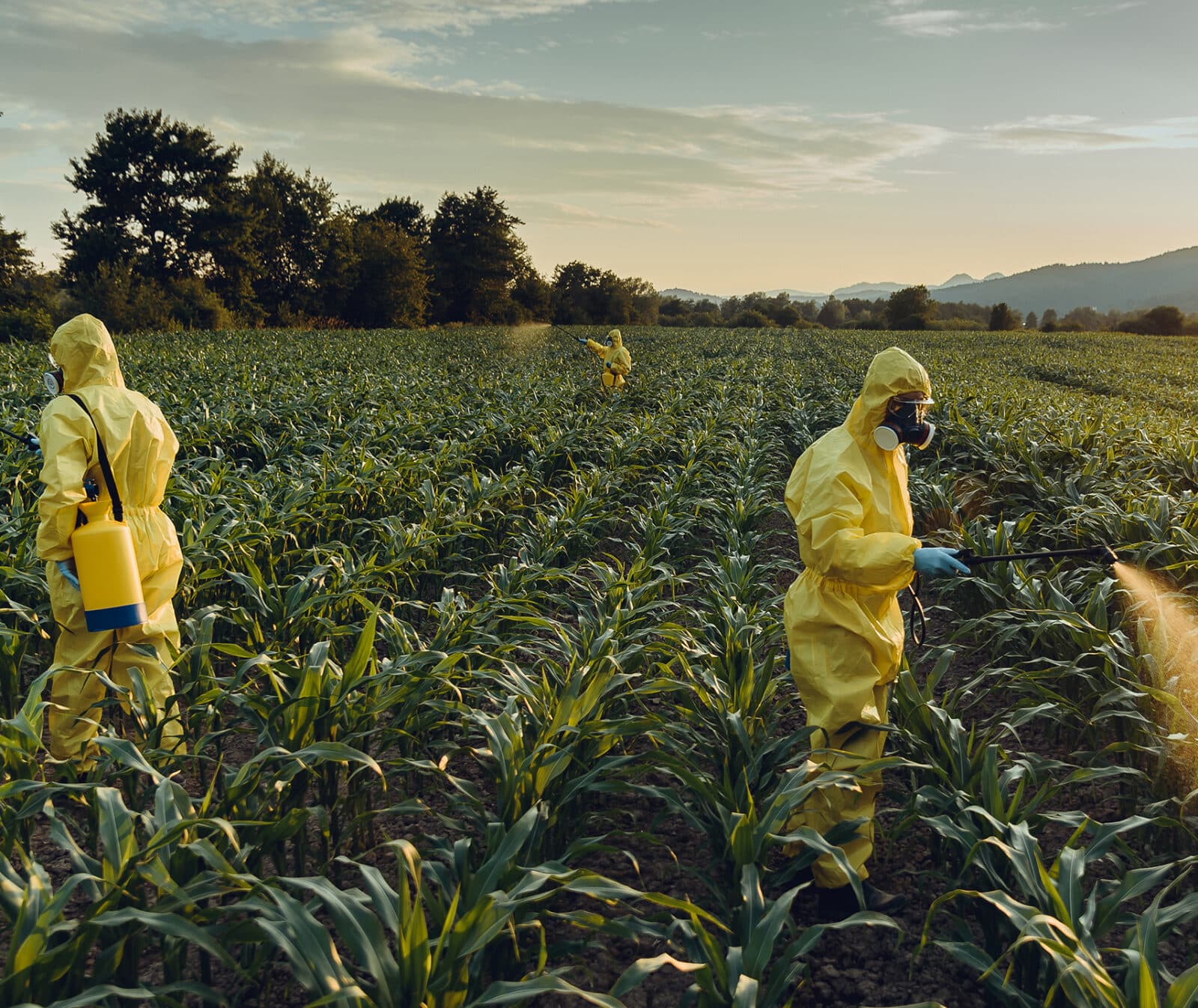 Bilden visar två personer klädda i skyddsdräkter av färgen gul, som arbetar på ett fält. De bär båda ...