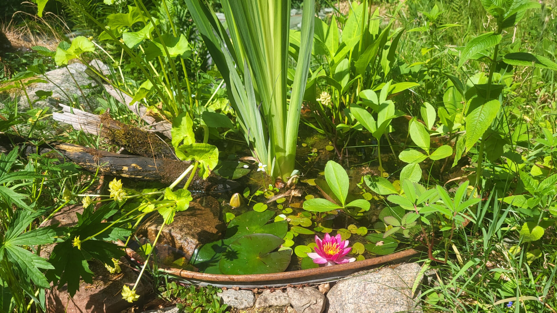 Balja som trädgårdsdamm.