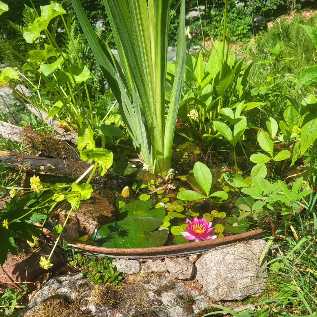 Anlägg trädgårdsdamm för att gynna biologisk mångfald