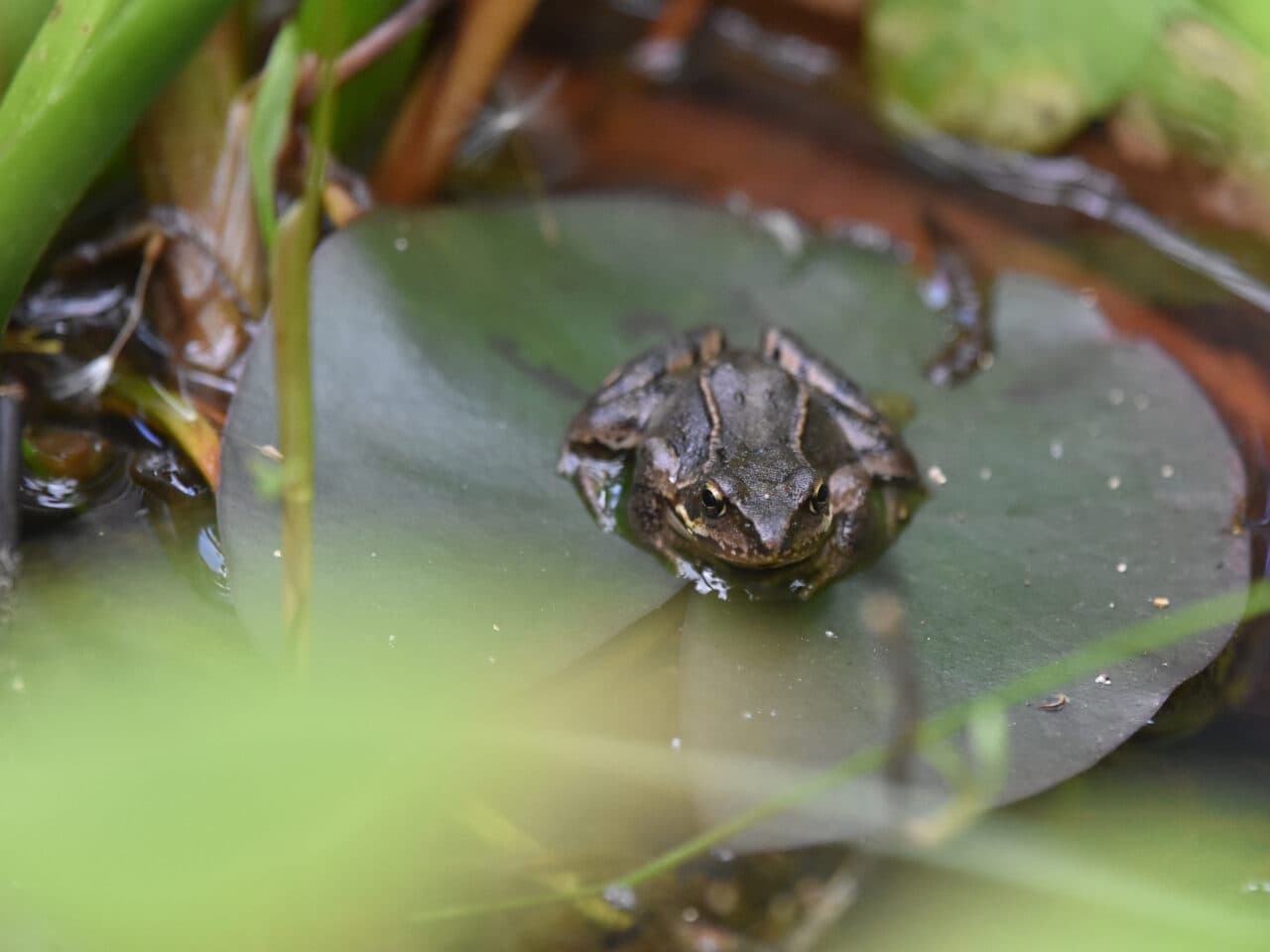 Groda på näckrosblad