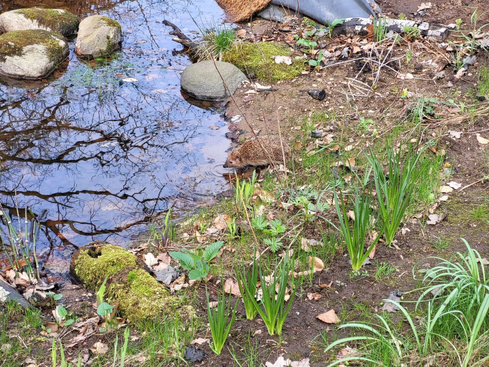 Igelkott dricker ur trädgårdsdamm