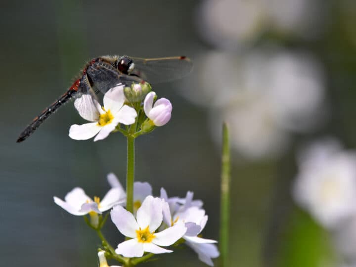 Vattenblink och nordisk kärrtrollslända