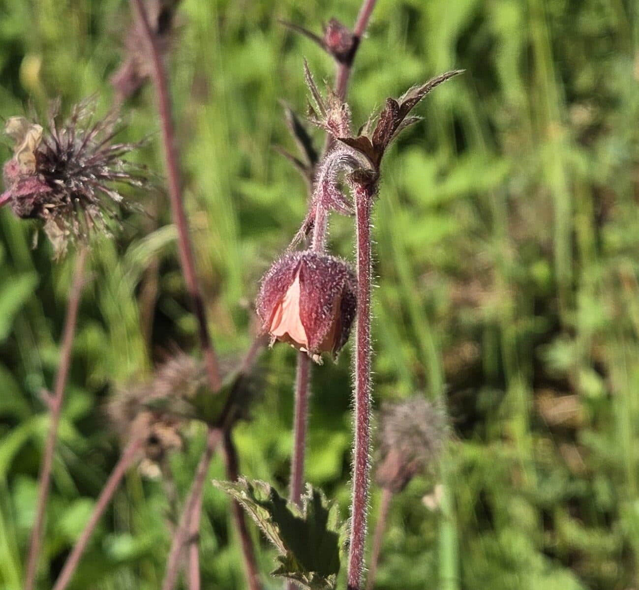 Humleblomster