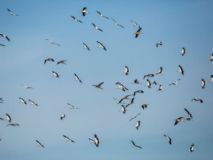 Storksläpp. Foto: Sven Perrson/N