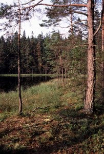 Nytebodaskogen - Foto: Per Blomberg