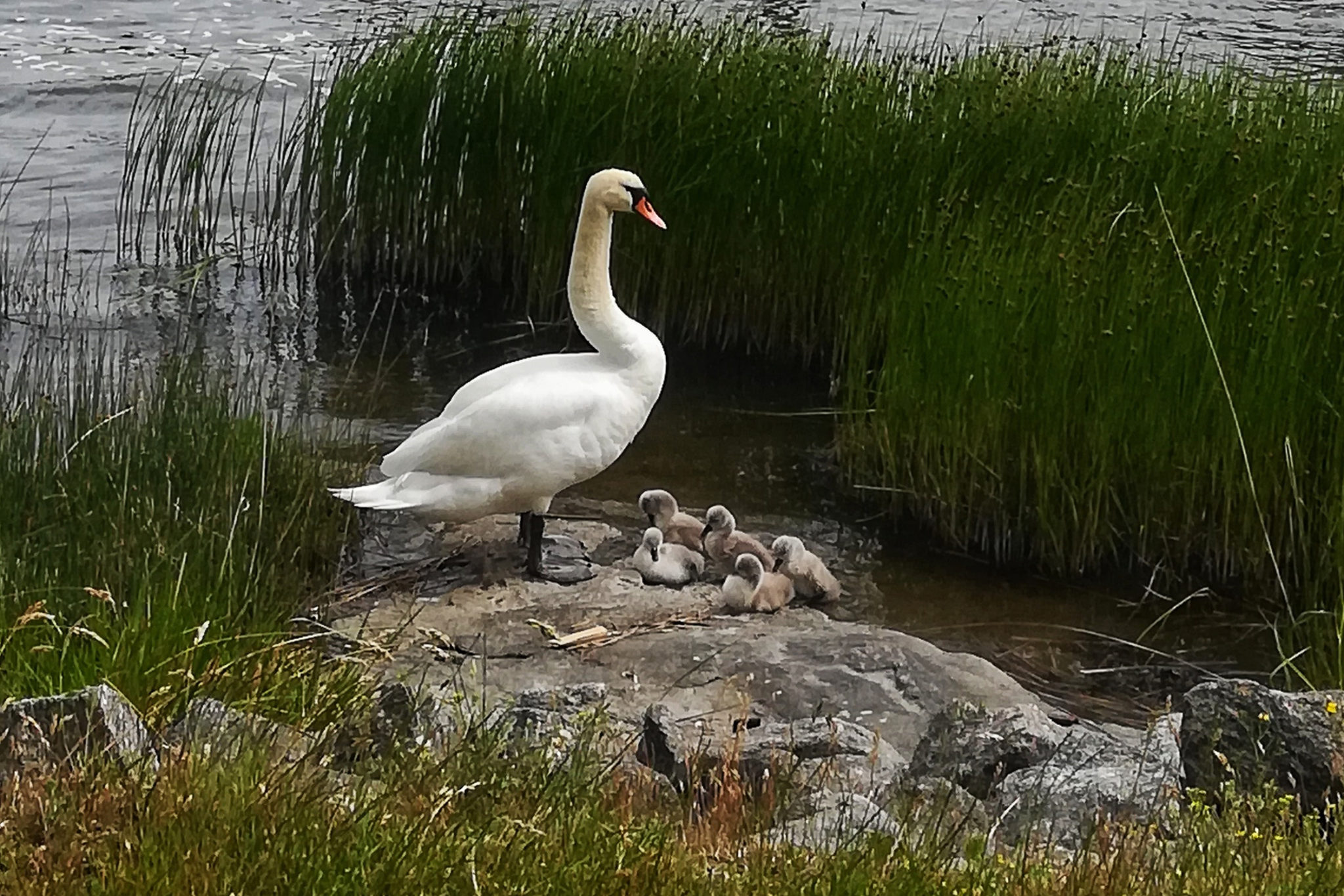 Mors Dag Tips – Naturskyddsföreningen I Skåne