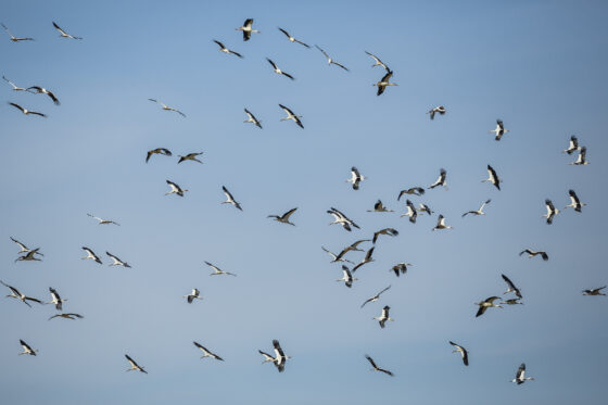 Storksläpp. Foto: Sven Persson / N