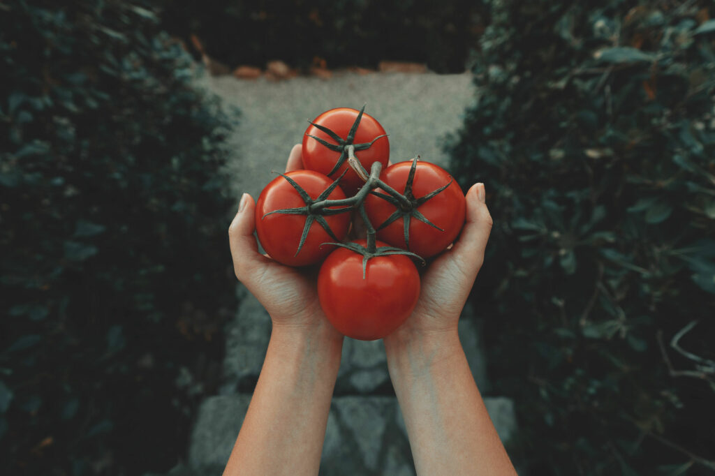 Odla tomater