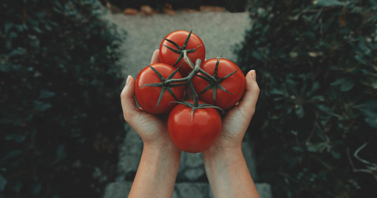 Odla tomater
