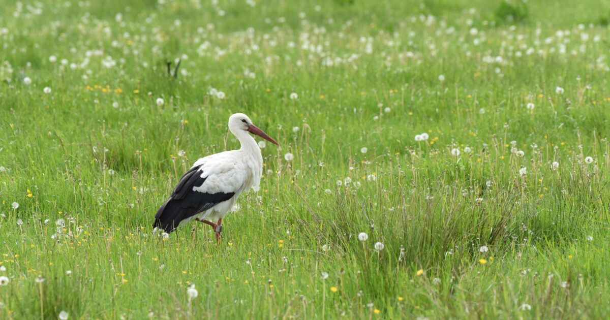 Stork i våtmark