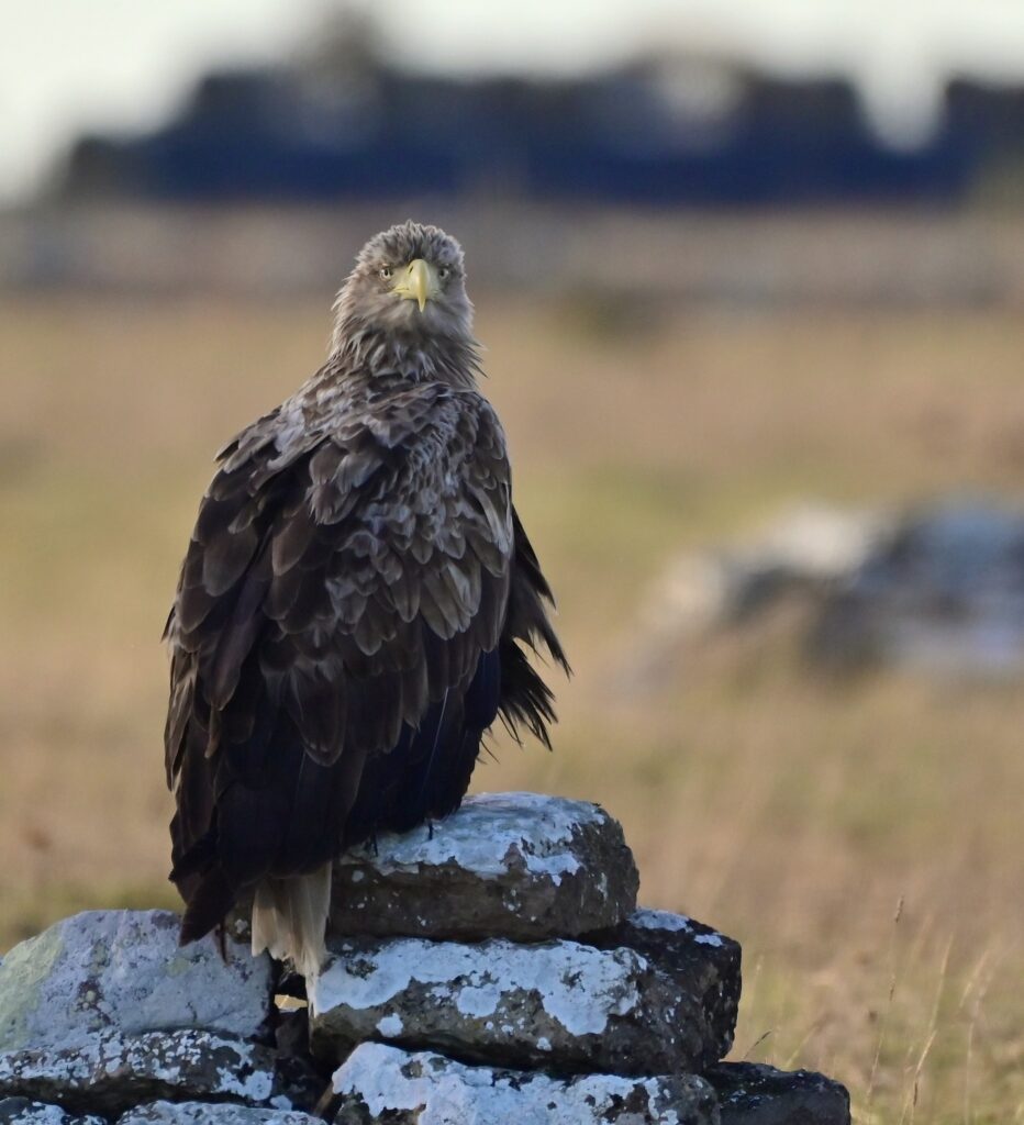 Foto: Naturskyddsföreningen i Svedala