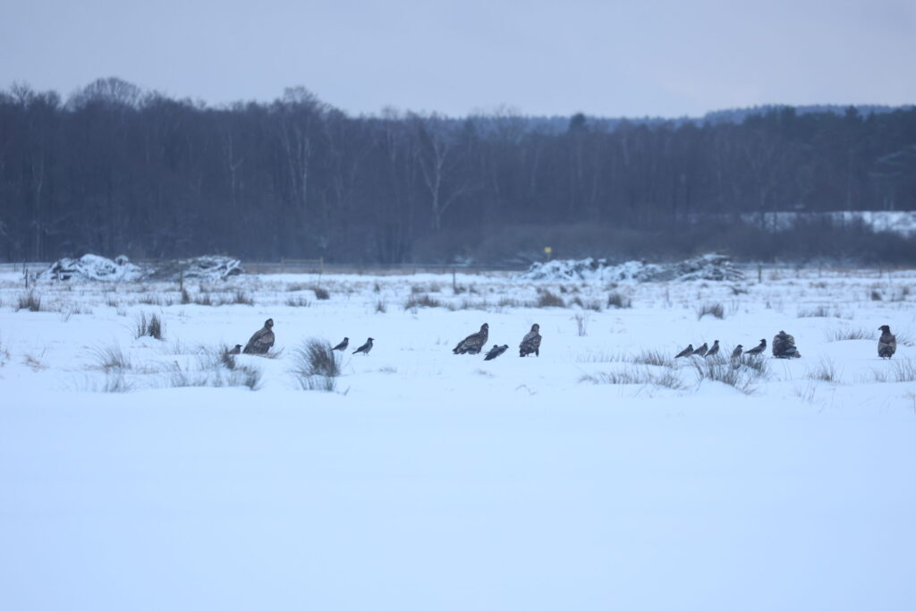 Foto: Naturskyddsföreningen i Svedala